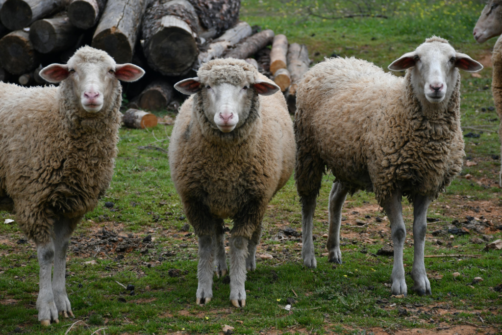 Herd behavior and negative trends illustrated by a group of sheep standing together in a natural setting, symbolizing collective movement and influence.